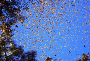 canada butterfly migration