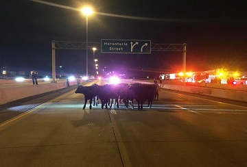ہائی وے 401پر گایوں کا مٹر گشت ، شاہراہ کئی گھنٹے تک بندرہی